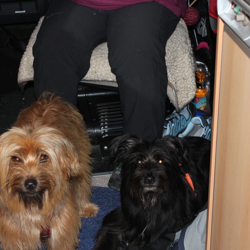 Hundetreffen 2018 im Allgäu (4)